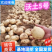 沃土5号新土豆南阳沃土5/黄皮黄心/产地现挖/大吨位供应