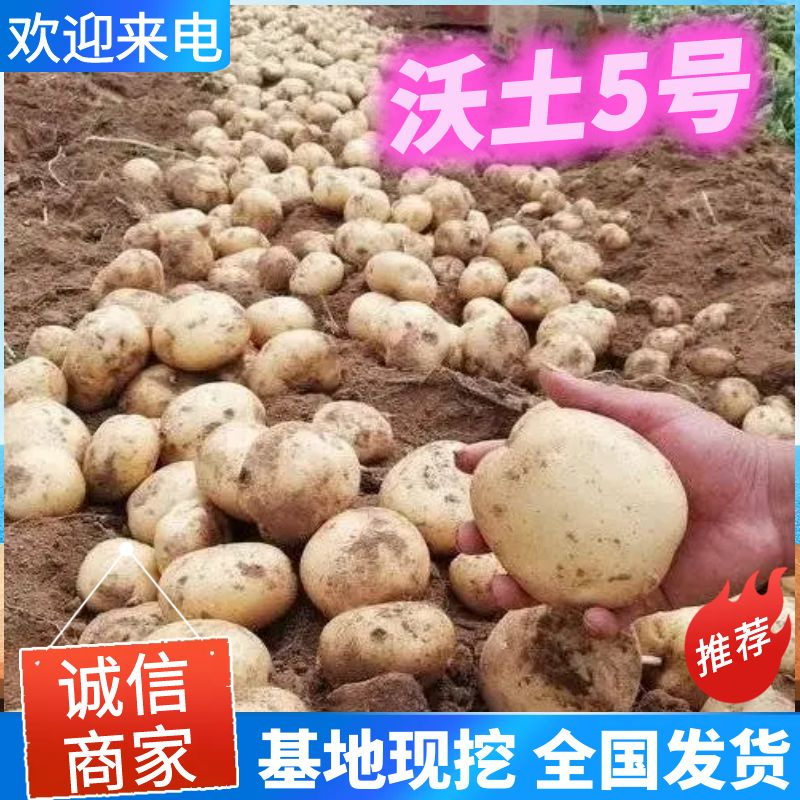 沃土5号新土豆南阳沃土5/黄皮黄心/产地现挖/大吨位供应