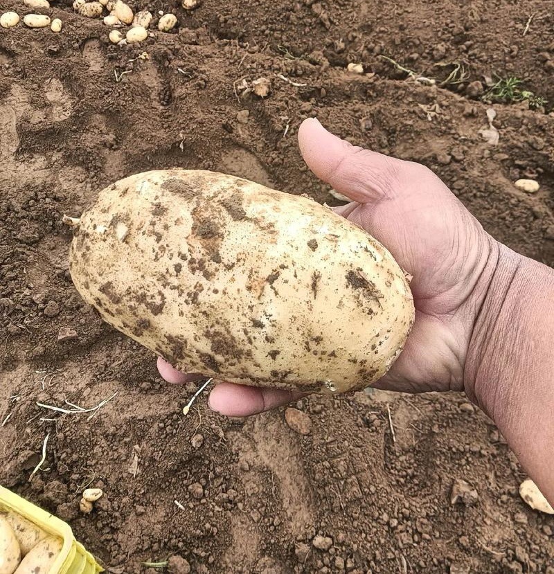 沃土5号新土豆南阳沃土5/黄皮黄心/产地现挖/大吨位供应