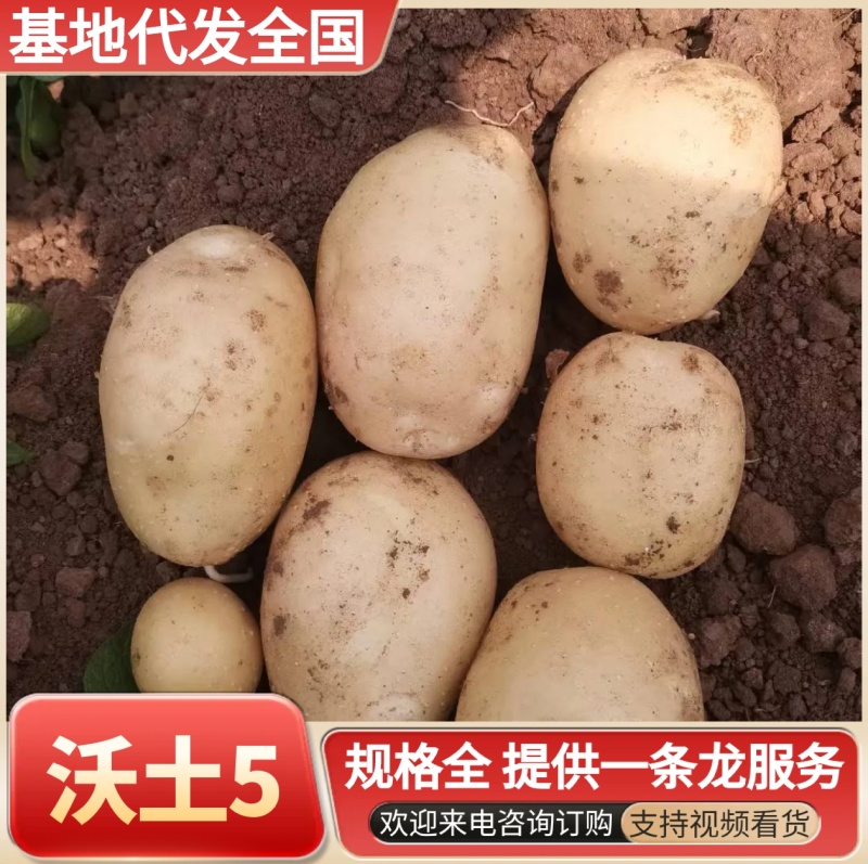 二六年新土豆沃土刘平一规格齐全/量大可全国发货