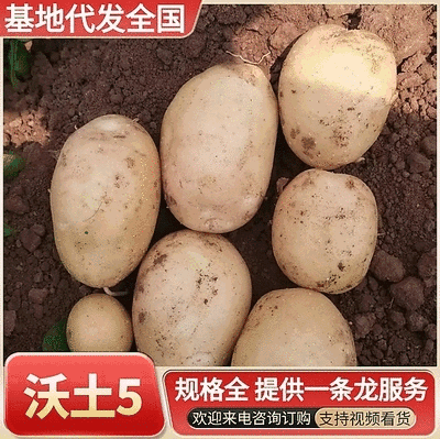 二六年新土豆沃土刘平一规格齐全/量大可全国发货
