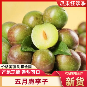【每日推荐】四川宜宾五月脆李子现摘现发产地直销量大从优