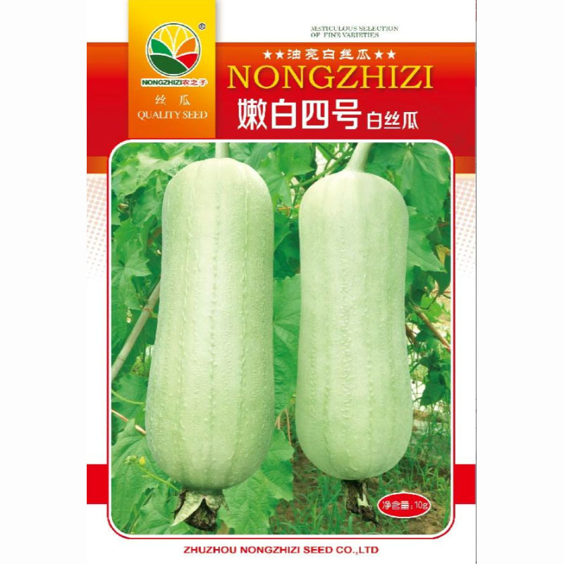嫩白四号白肉丝瓜种子奶油丝瓜耐热短棒形大田基地