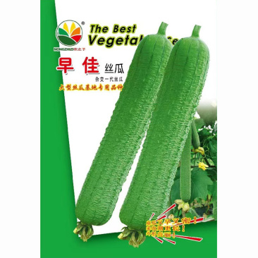 早佳肉丝瓜种子皱皮无棱香丝瓜菜籽春夏季农家阳台爬藤蔬