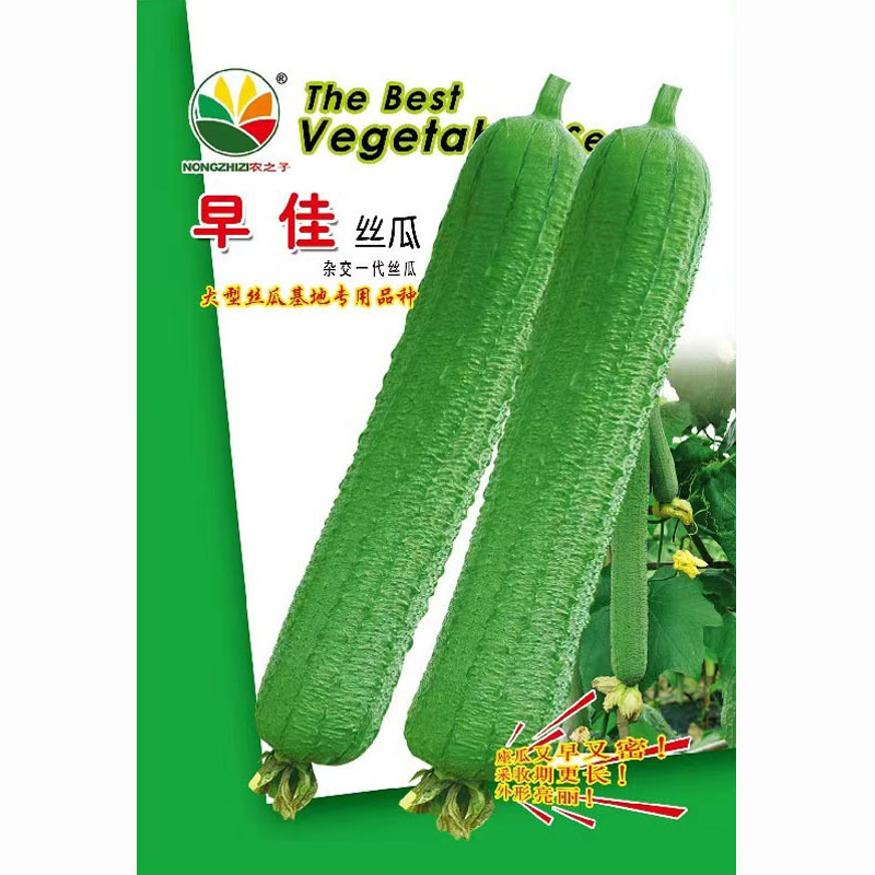 早佳肉丝瓜种子皱皮无棱香丝瓜菜籽春夏季农家阳台爬藤蔬