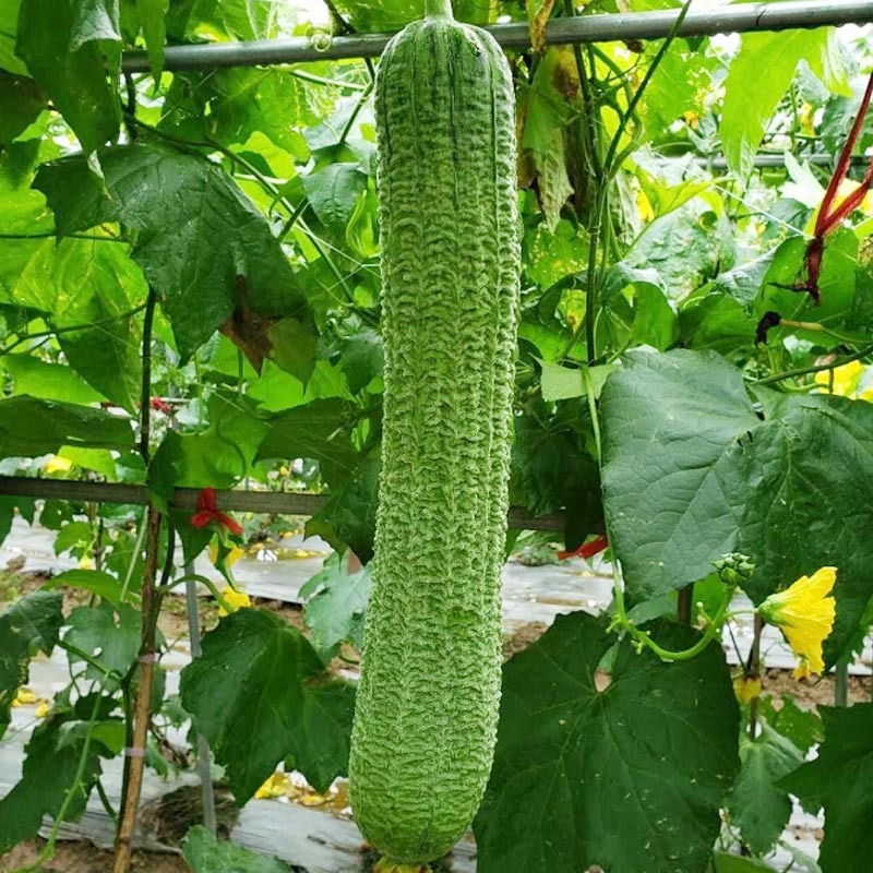 早佳肉丝瓜种子皱皮无棱香丝瓜菜籽春夏季农家阳台爬藤蔬