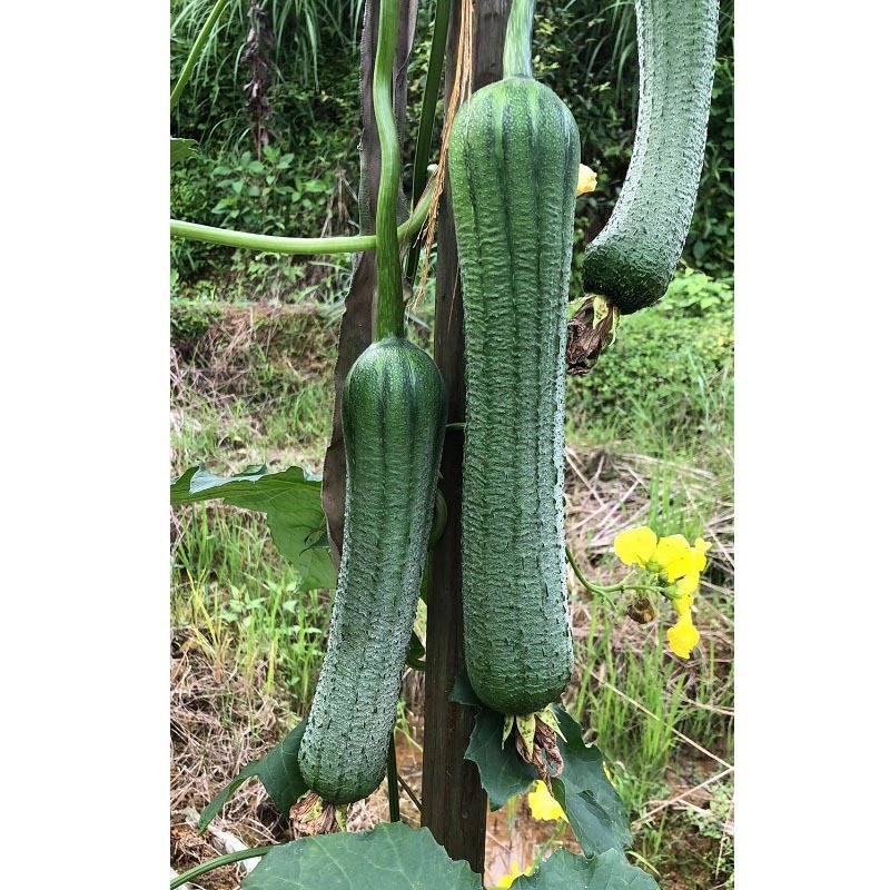 早佳肉丝瓜种子皱皮无棱香丝瓜菜籽春夏季农家阳台爬藤蔬