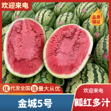 吐鲁番金城5号西瓜新疆金城5号西瓜包熟包甜现摘现发