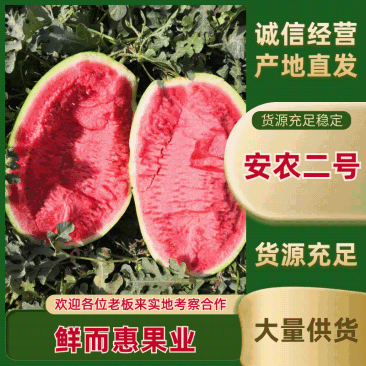 新疆吐鲁番西瓜安农二号包熟包甜包食宿协助找车谈价专业工人