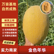 黄金蜜25新疆哈密瓜金色年华供应各大市场电商商超