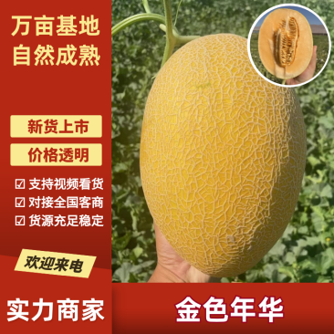 黄金蜜25新疆哈密瓜金色年华供应各大市场电商商超