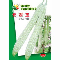 长翠玉一代长白苦瓜种子瓜条顺直产量高杂交苦瓜种子