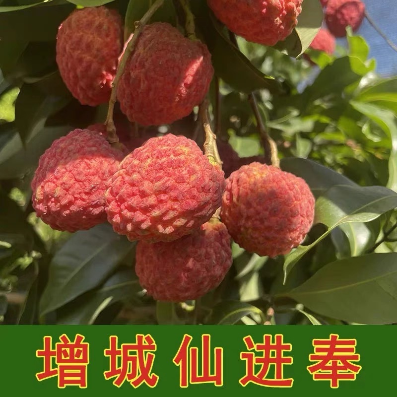 增城仙进奉荔枝熟度刚好耐储存运输承接电商社区团购直播带货