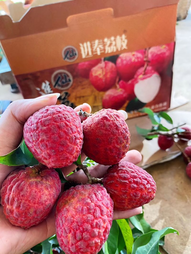 增城仙进奉荔枝熟度刚好耐储存运输承接电商社区团购直播带货