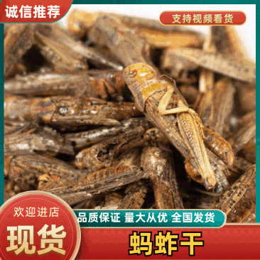 蚂蚱干中药材蝗虫蚱蜢飞蝗新货干净