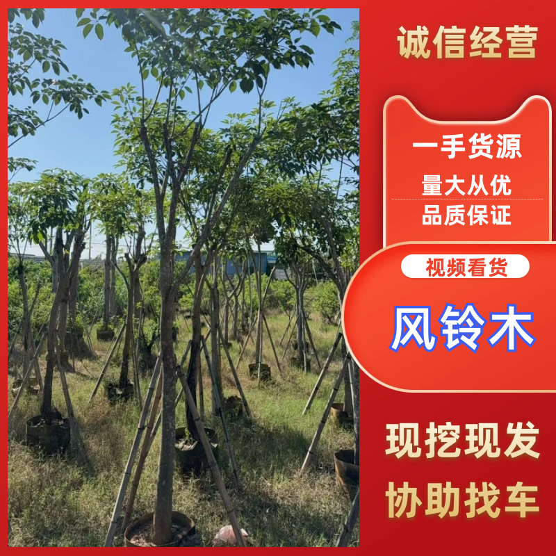 紫花风铃木8-10公分，有需要的来电咨询