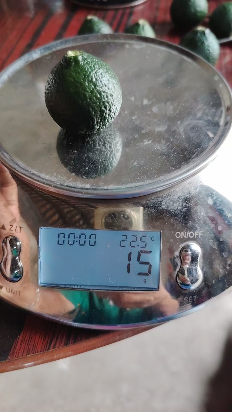 小青柑鲜果产地一手货源，品质保障，可视频看货代发全国