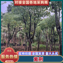 宫粉紫荆15-18公分，可视频看货，量大从优，欢迎来电