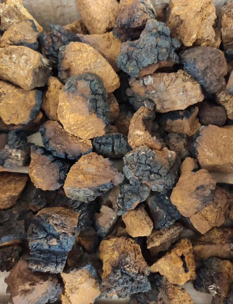 桦树茸45/斤100斤起俄罗斯进口低价销售