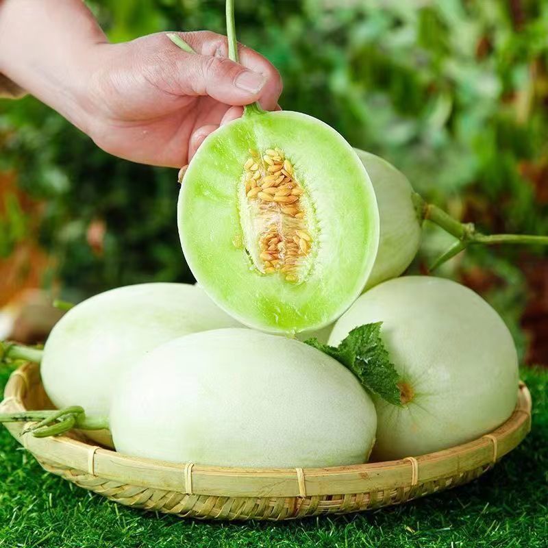 山东玉菇甜瓜当季新鲜水果品质果一件代发