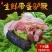 新鲜生驴鞭带蛋现杀特大驴鞭整套男用泡酒金钱肉驴肉