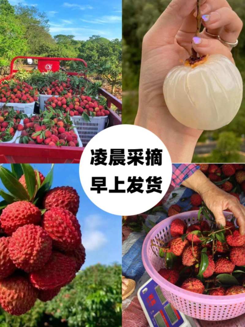 广西荔枝王一件代发产地直发一手货源对接各大电商平台