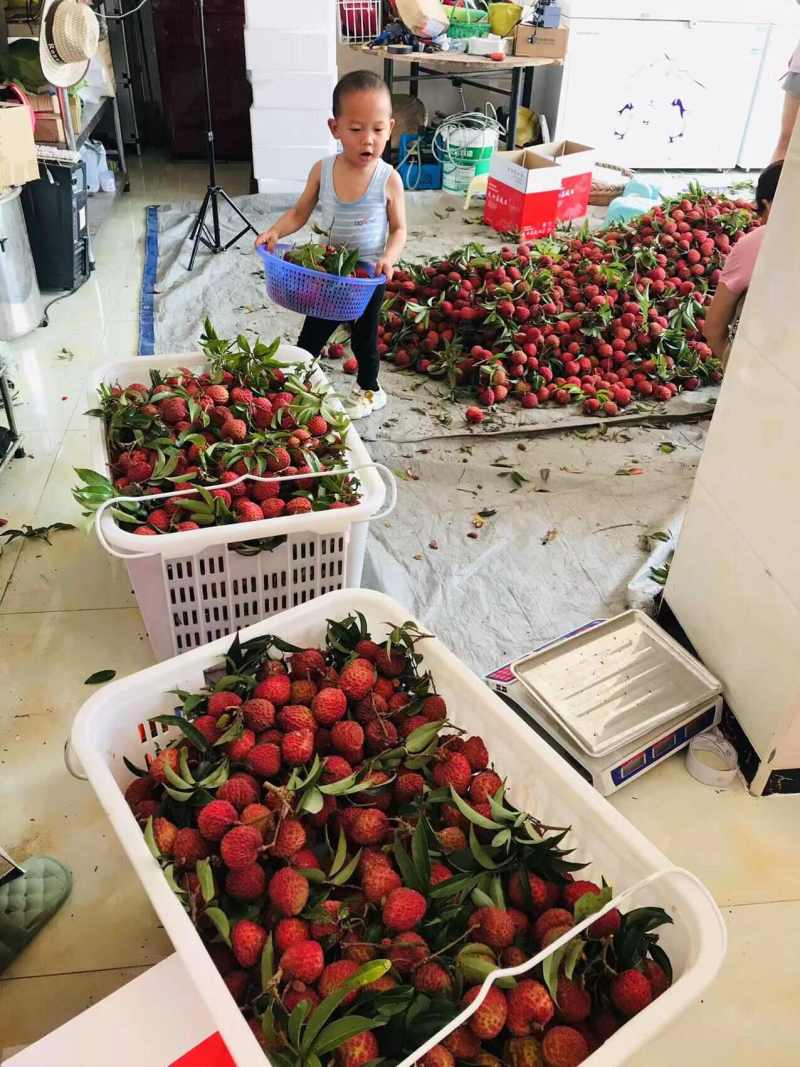 广西荔枝王一件代发产地直发一手货源对接各大电商平台