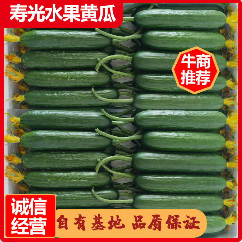 【精选推荐】山东寿光水果黄瓜荷兰小黄瓜青瓜高品质现摘现发