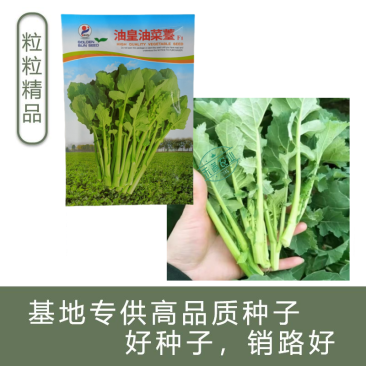 【早熟耐热】油皇油菜苔种子多茬采收家庭农家基地可播油菜种