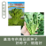 【早熟耐热】油皇油菜苔种子多茬采收家庭农家基地可播油菜种