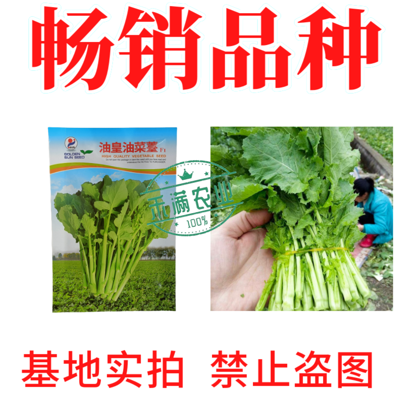 【早熟耐热】油皇油菜苔种子多茬采收家庭农家基地可播油菜种