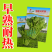 【早熟耐热】油皇油菜苔种子多茬采收家庭农家基地可播油菜种