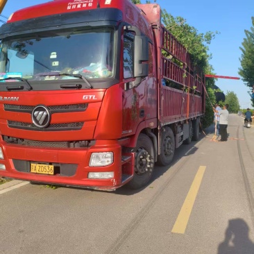 出售五角枫