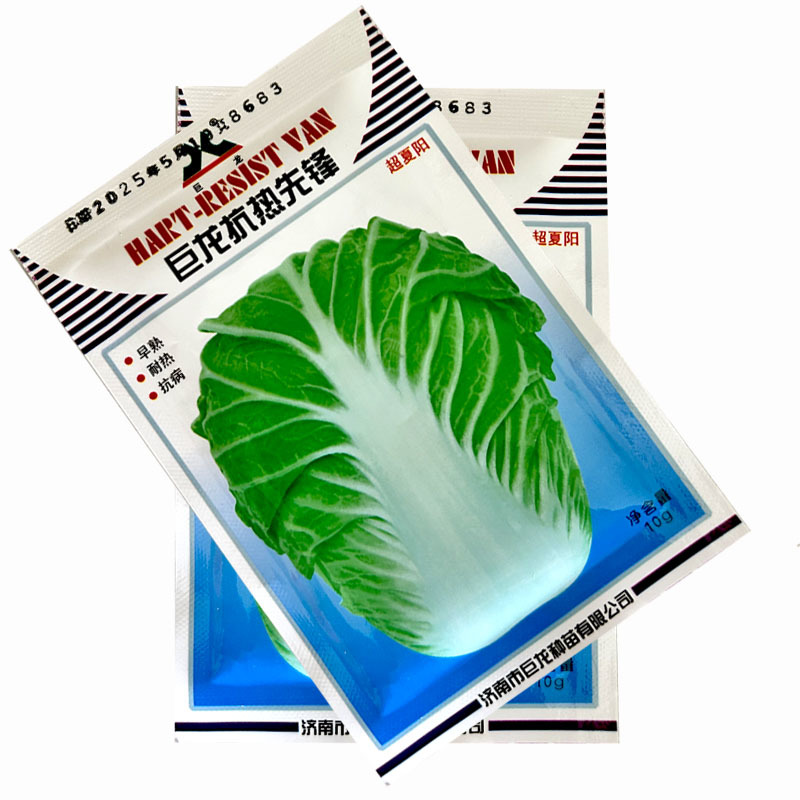 巨龙抗热先锋白菜种子耐热38度抗热大白菜高产越夏