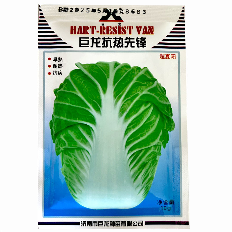 巨龙抗热先锋白菜种子耐热38度抗热大白菜高产越夏