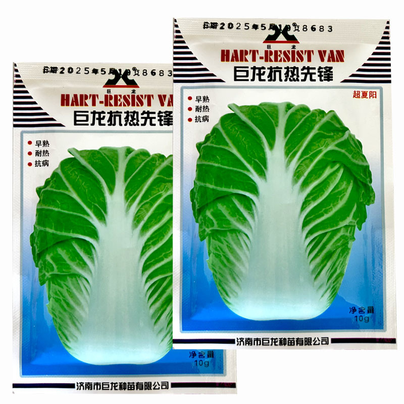 巨龙抗热先锋白菜种子耐热38度抗热大白菜高产越夏