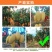 云南潞江坝鹰嘴芒象牙芒电商货二级果现发一件代发