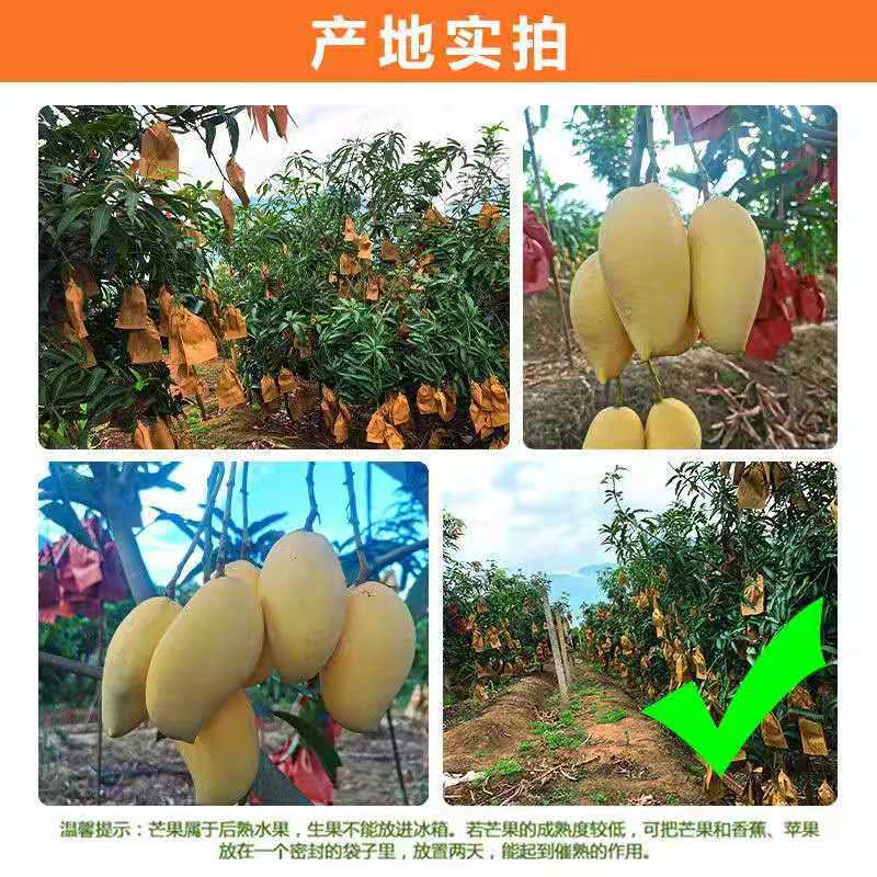 云南潞江坝鹰嘴芒象牙芒电商货二级果现发一件代发