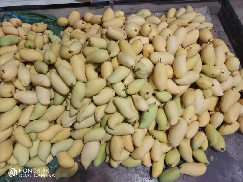 云南潞江坝鹰嘴芒象牙芒电商货二级果现发一件代发