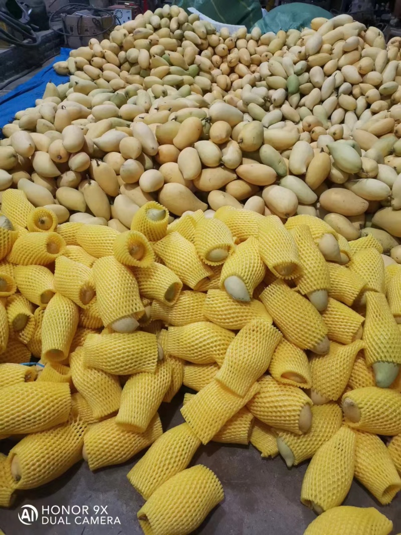 云南潞江坝鹰嘴芒象牙芒电商货二级果现发一件代发