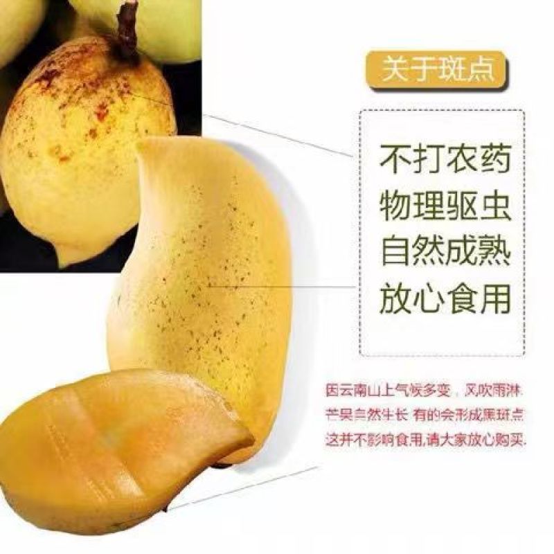 云南潞江坝鹰嘴芒象牙芒电商货二级果现发一件代发