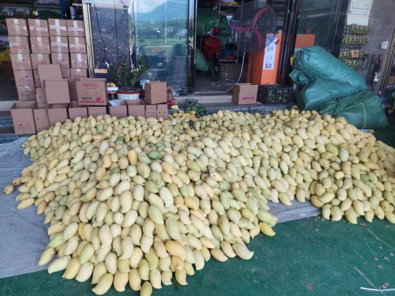云南潞江坝鹰嘴芒象牙芒电商货二级果现发一件代发