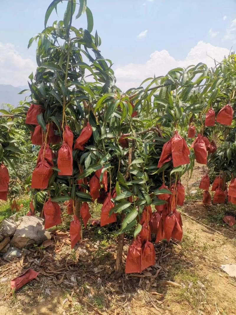 云南潞江坝鹰嘴芒象牙芒电商货二级果现发一件代发