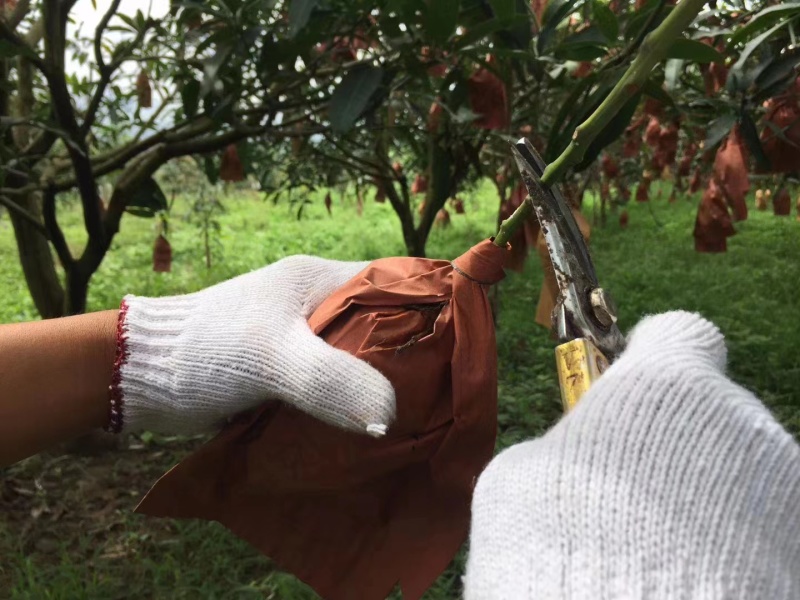 云南潞江坝鹰嘴芒象牙芒电商货二级果现发一件代发