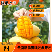 云南潞江坝鹰嘴芒象牙芒电商货二级果现发一件代发