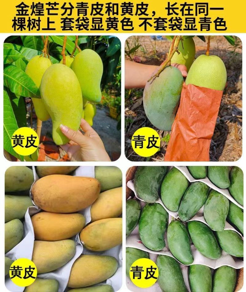 云南保山大青芒金煌芒一件代发外绿内黄无催熟八成熟采电商货
