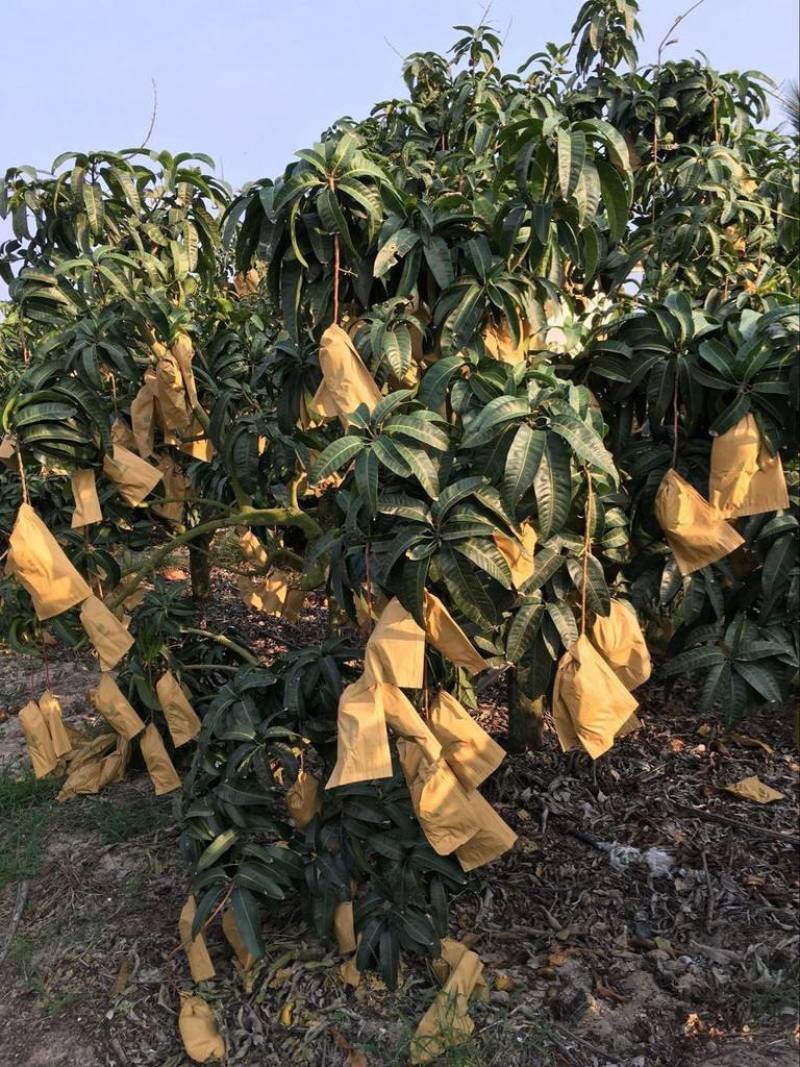 精品果一级货圣德隆云南保山现摘现发钻石芒果黄芒果纯甜无丝