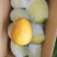 精品果一级货圣德隆云南保山现摘现发钻石芒果黄芒果纯甜无丝