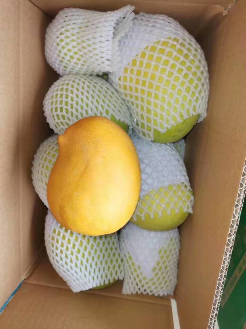 精品果一级货圣德隆云南保山现摘现发钻石芒果黄芒果纯甜无丝