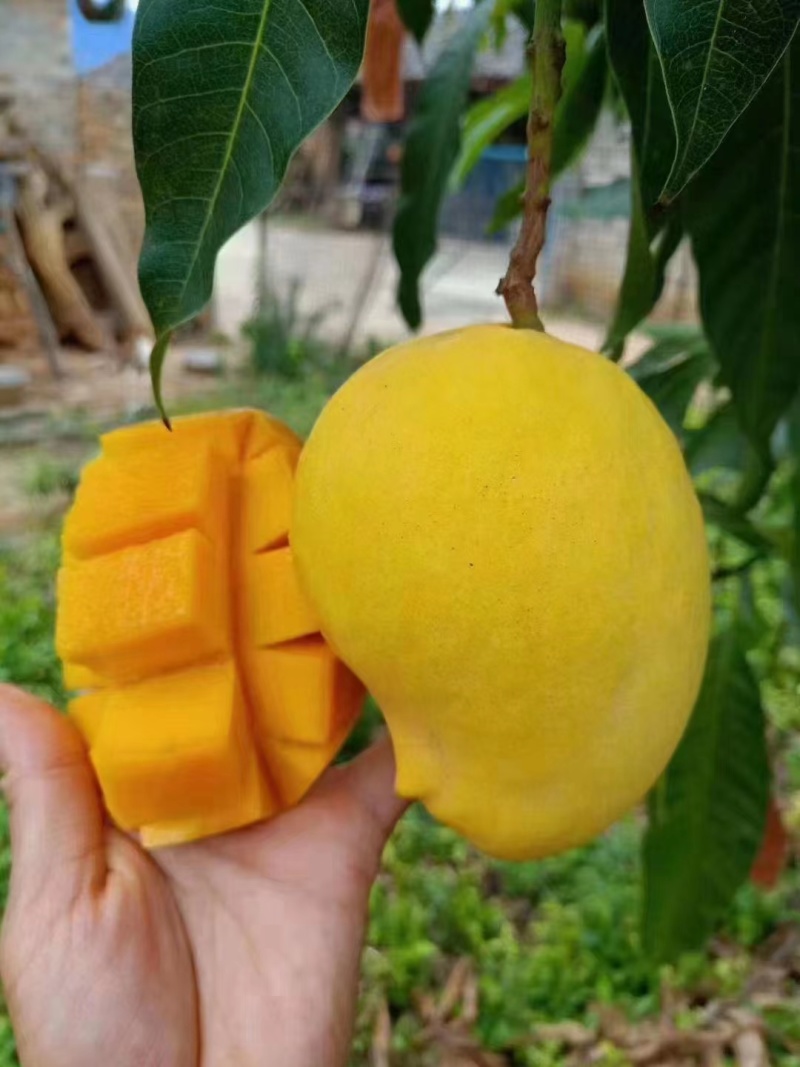 精品果一级货圣德隆云南保山现摘现发钻石芒果黄芒果纯甜无丝